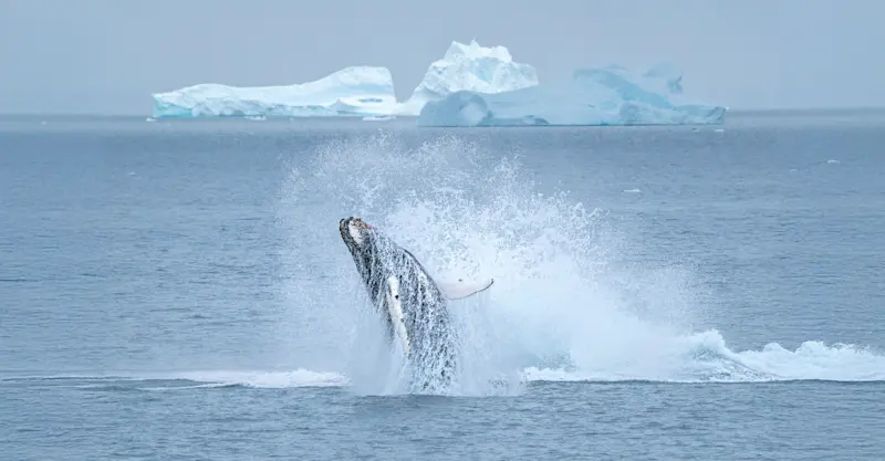 Humpback whale breach, Antarctica