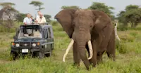 Nat Hab guests and elephant, Serengeti National Park, Tanzania.