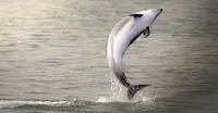 Dolphin, Iceland