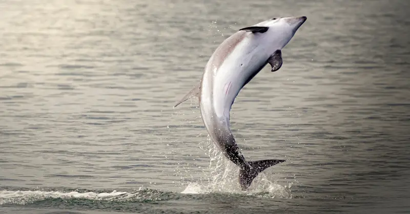 Dolphin, Iceland