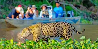 Nat Hab guests and jaguar, Pantanal, Brazil.