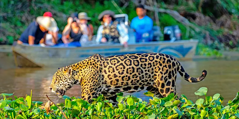 Nat Hab guests and jaguar, Pantanal, Brazil.