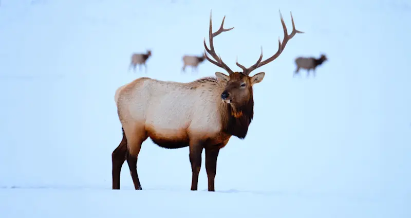 Elk, Yellowstone National Park, Wyoming.