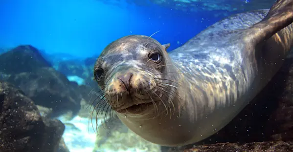 A sea lion swims near the photographer underwater in the Galapagos Islands