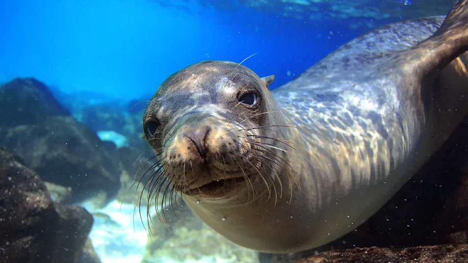 A sea lion swims near the photographer underwater in the Galapagos Islands