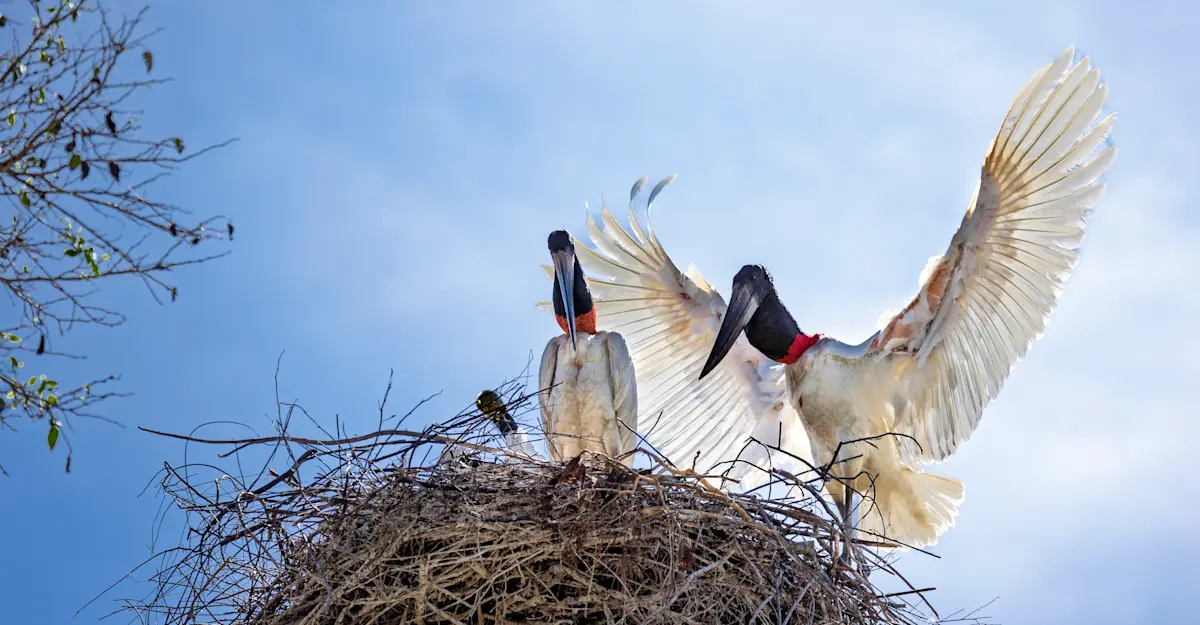 Jabiru stork nest, Northern Pantanal.