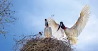 Jabiru stork nest, Northern Pantanal