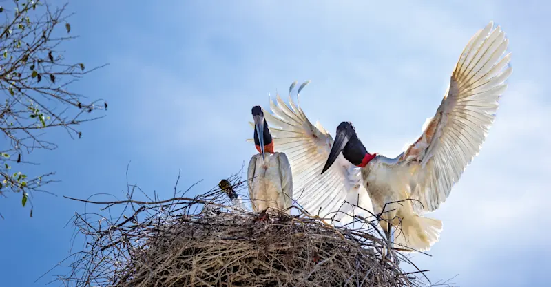 Jabiru stork nest, Northern Pantanal