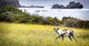 Caribou, Newfoundland & Labrador, Canada.