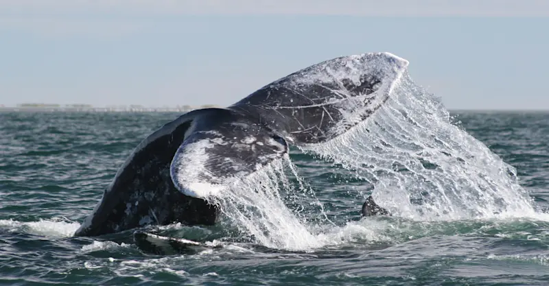 Gray whale fluke, San Ignacio Lagoon, Baja, Mexico.