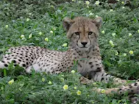 Green season in Botswana.