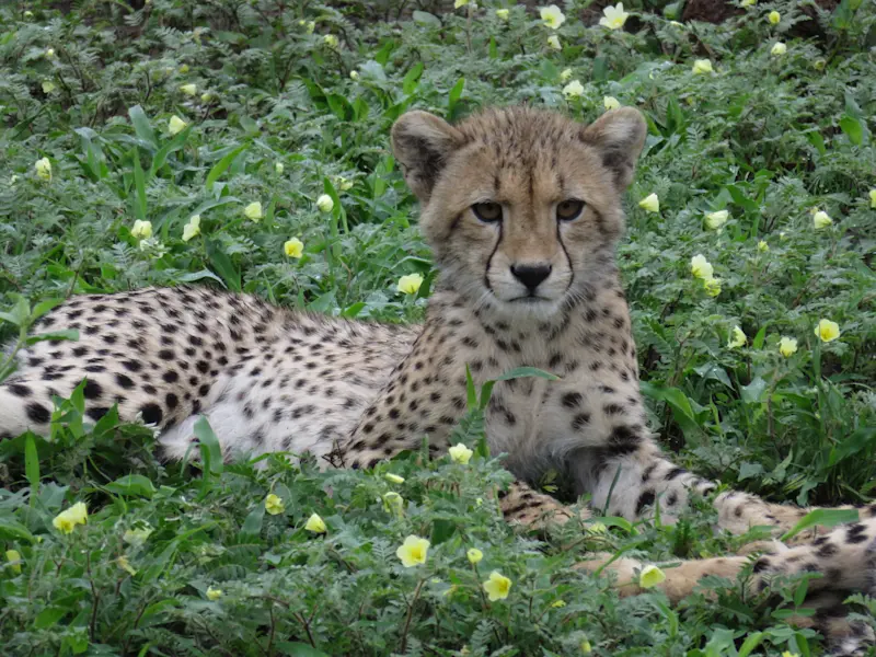 Green season in Botswana.