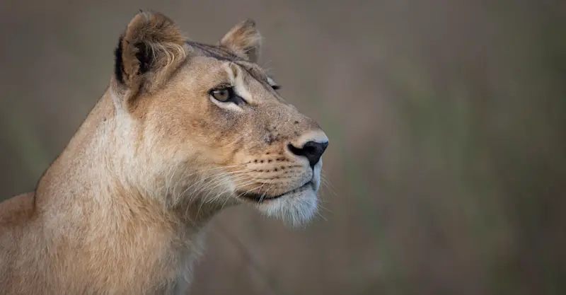 Lioness, Marataba Private Reserve, South Africa.