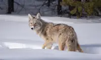 Coyote, Yellowstone National Park, Wyoming.