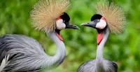 Gray crowned cranes, Uganda.