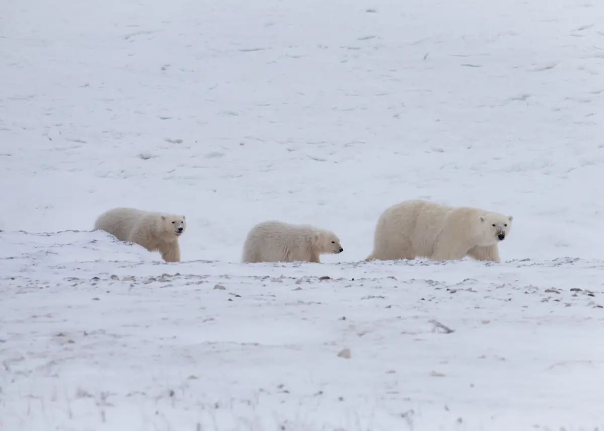 A polar bear with her two cubs in Churchill, Canada. 