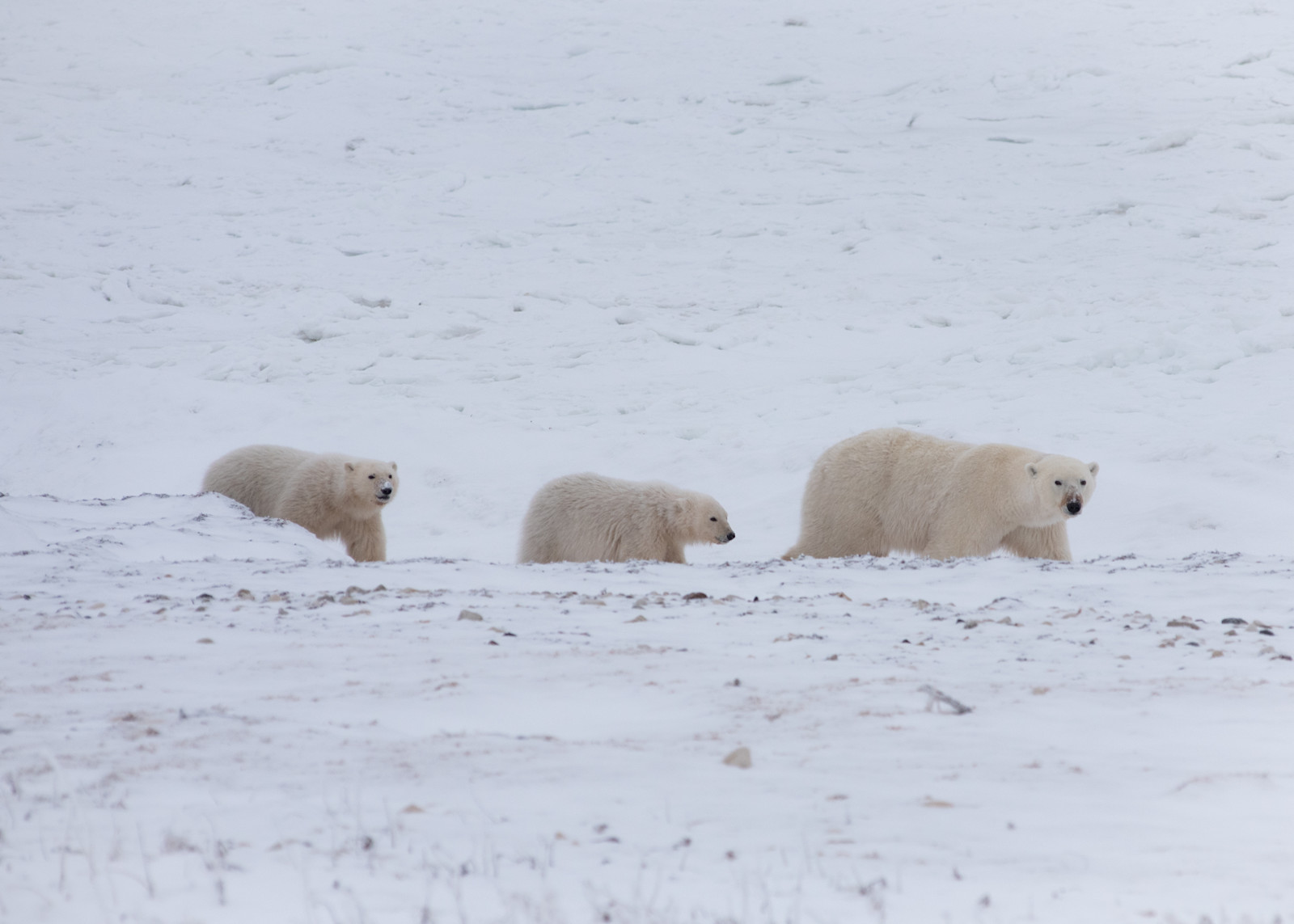 A polar bear with her two cubs in Churchill, Canada. 