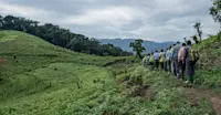 Nat Hab guests and local porters, Bwindi Impenetrable Forest National Park, Uganda.