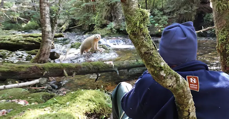 Nat Hab guest and spirit bear, Great Bear Rainforest, British Columbia.