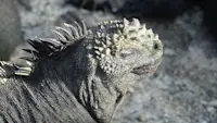 Marine iguana basking on the rocks in the Galápagos.