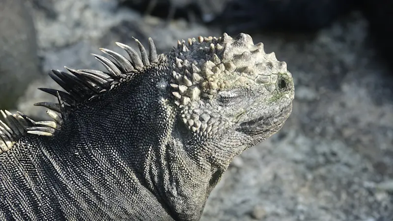 Marine iguana basking on the rocks in the Galápagos.