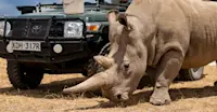 Northern White Rhino, Ol Pejeta Private Conservancy, Kenya.