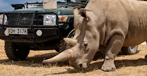 Northern White Rhino, Ol Pejeta Private Conservancy, Kenya.