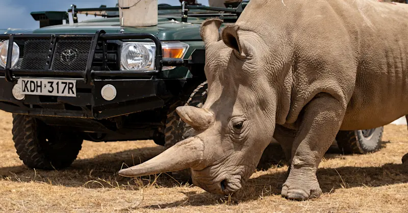 Northern White Rhino, Ol Pejeta Private Conservancy, Kenya.