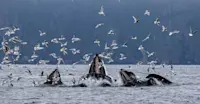 Slideshow Thumbnail 1 of 8