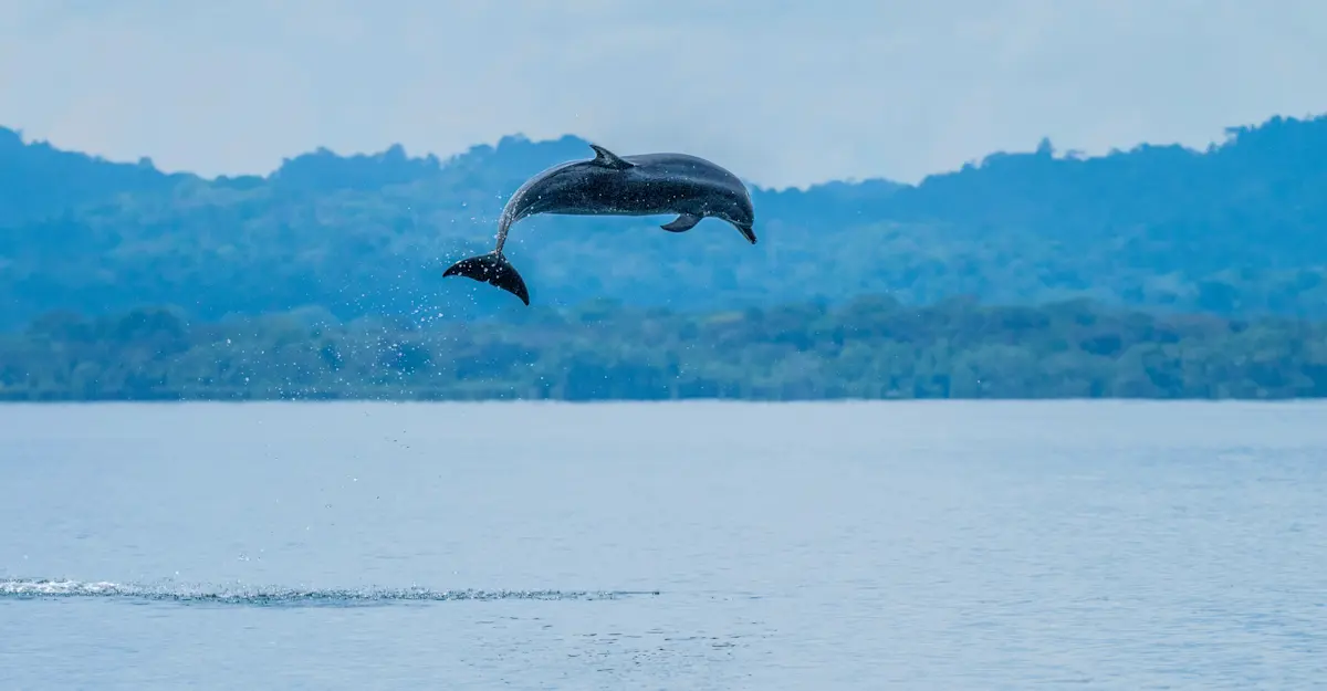Dolphin, Costa Rica.