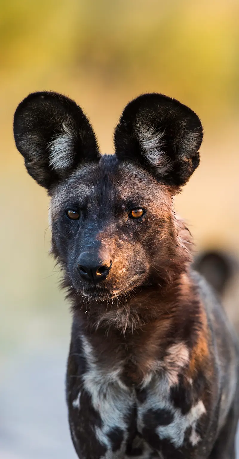 Wild dog, Santawani Private Concession, Southeast Okavango, Botswana.