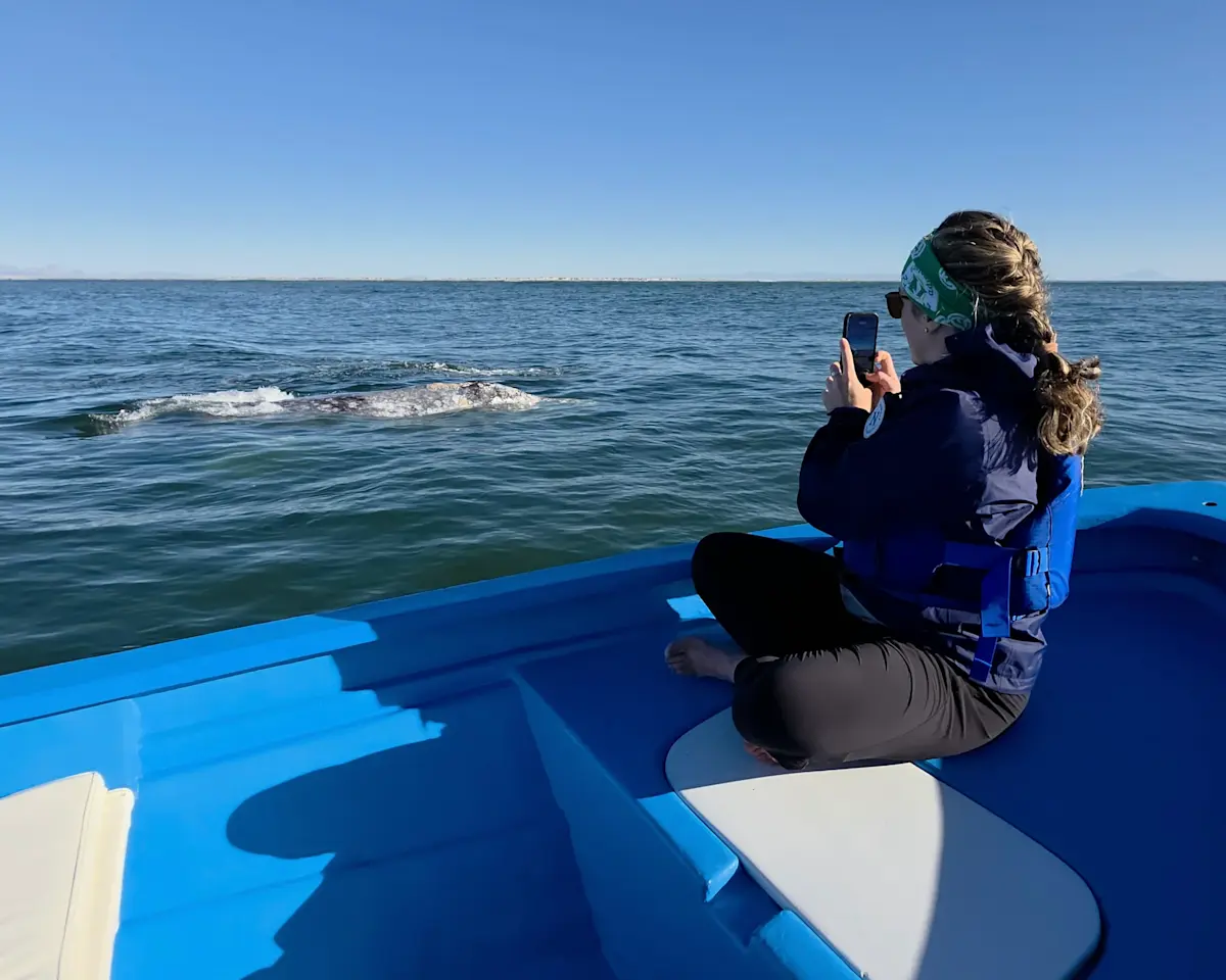 Whale watching with gentle giants up close in their natural playground, Baja, Mexico.