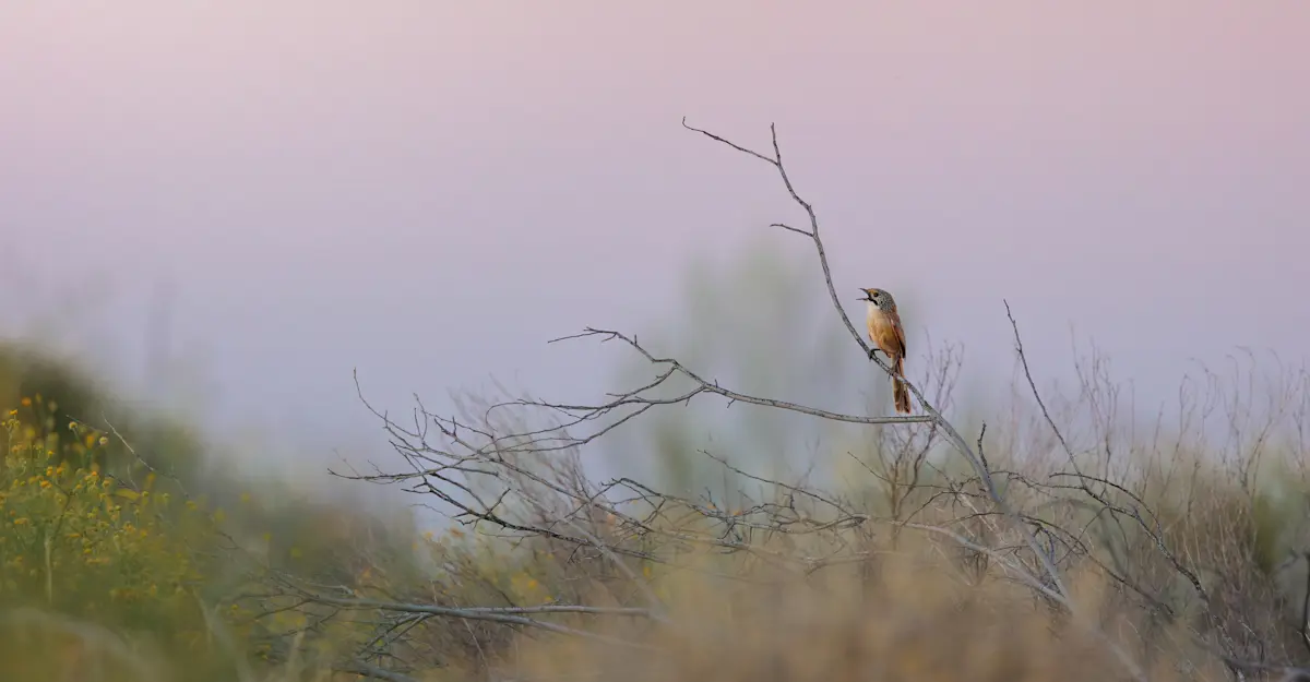 Sandhill Grasswren - Red Centre