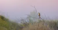 Sandhill Grasswren - Red Centre