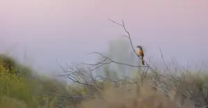 Sandhill Grasswren - Red Centre