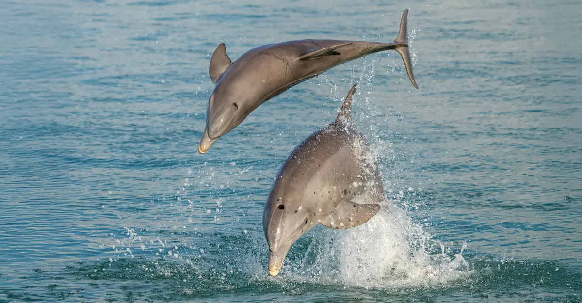 Bottlenose dolphins, San Ignacio Lagoon, Baja, Mexico.