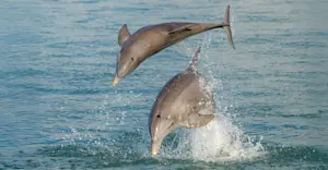 Bottlenose dolphins, San Ignacio Lagoon, Baja, Mexico.