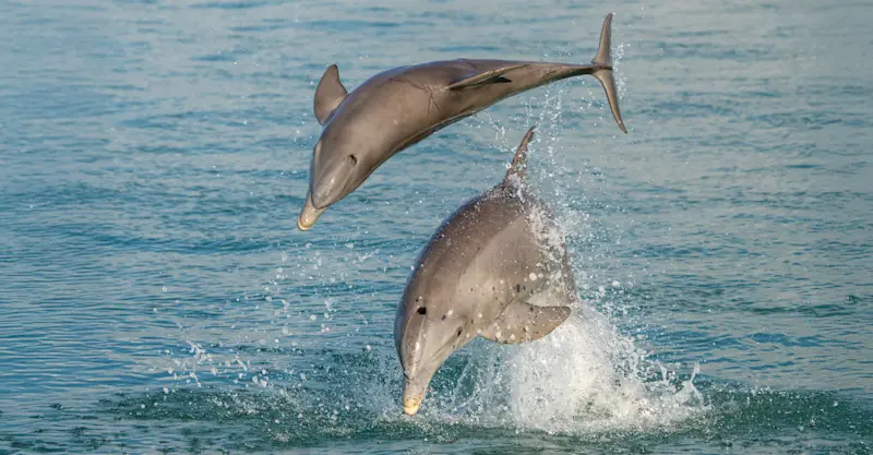 Bottlenose dolphins, San Ignacio Lagoon, Baja, Mexico.