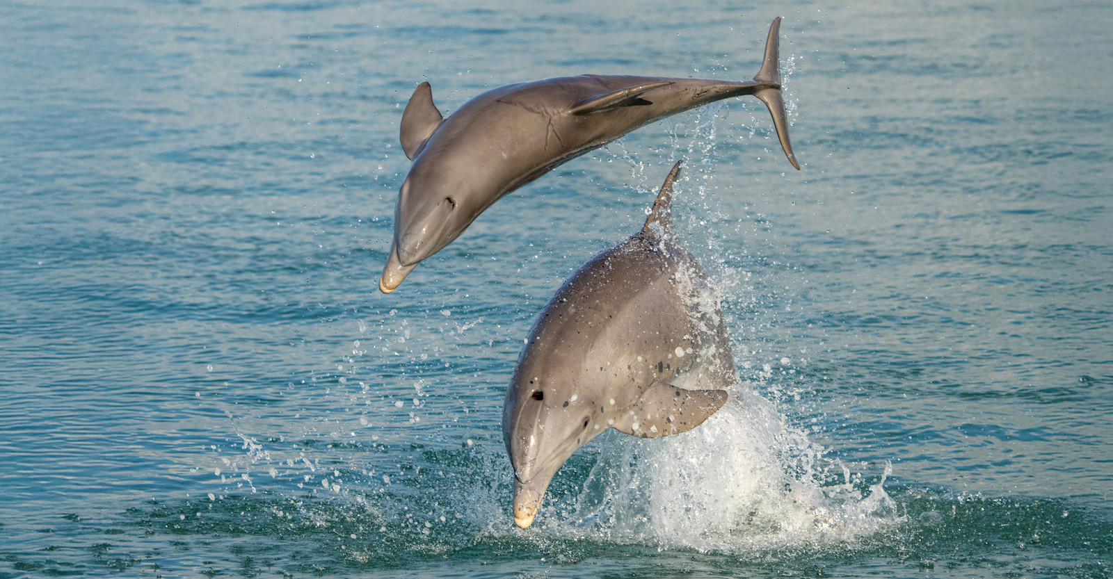 Bottlenose dolphins, San Ignacio Lagoon, Baja, Mexico.