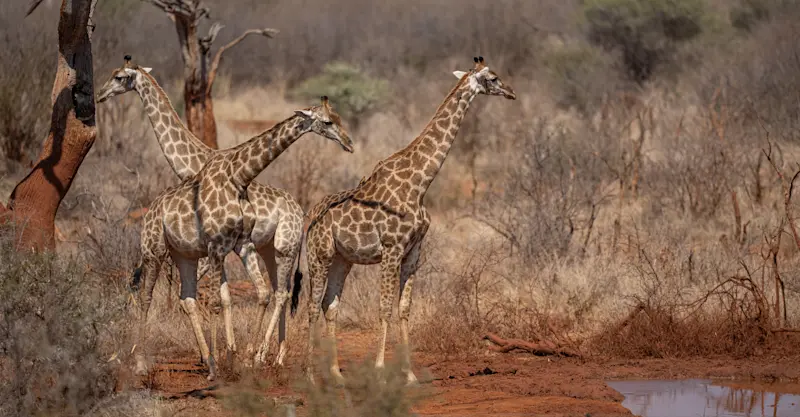 Giraffes, Madikwe Private Reserve, South Africa.