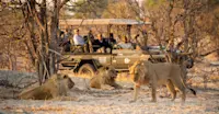 Lions and Nat Hab's Electric Safari Vehicle, Okavango Delta, Botswana.