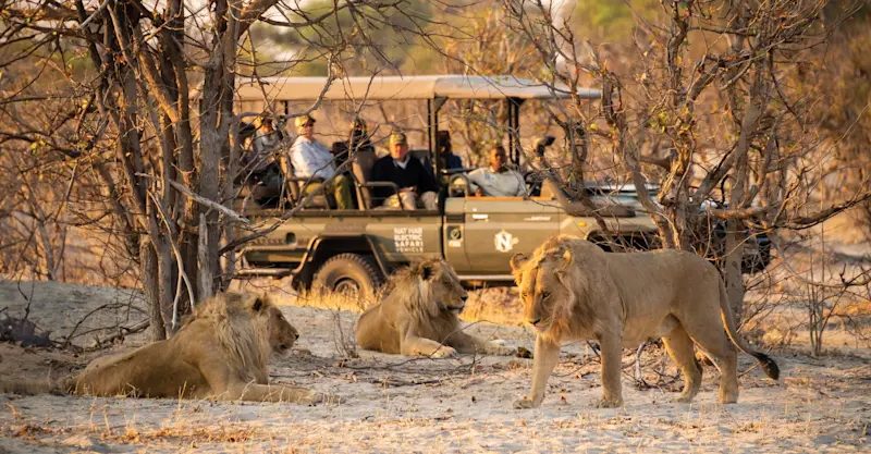 Lions and Nat Hab's Electric Safari Vehicle, Okavango Delta, Botswana.