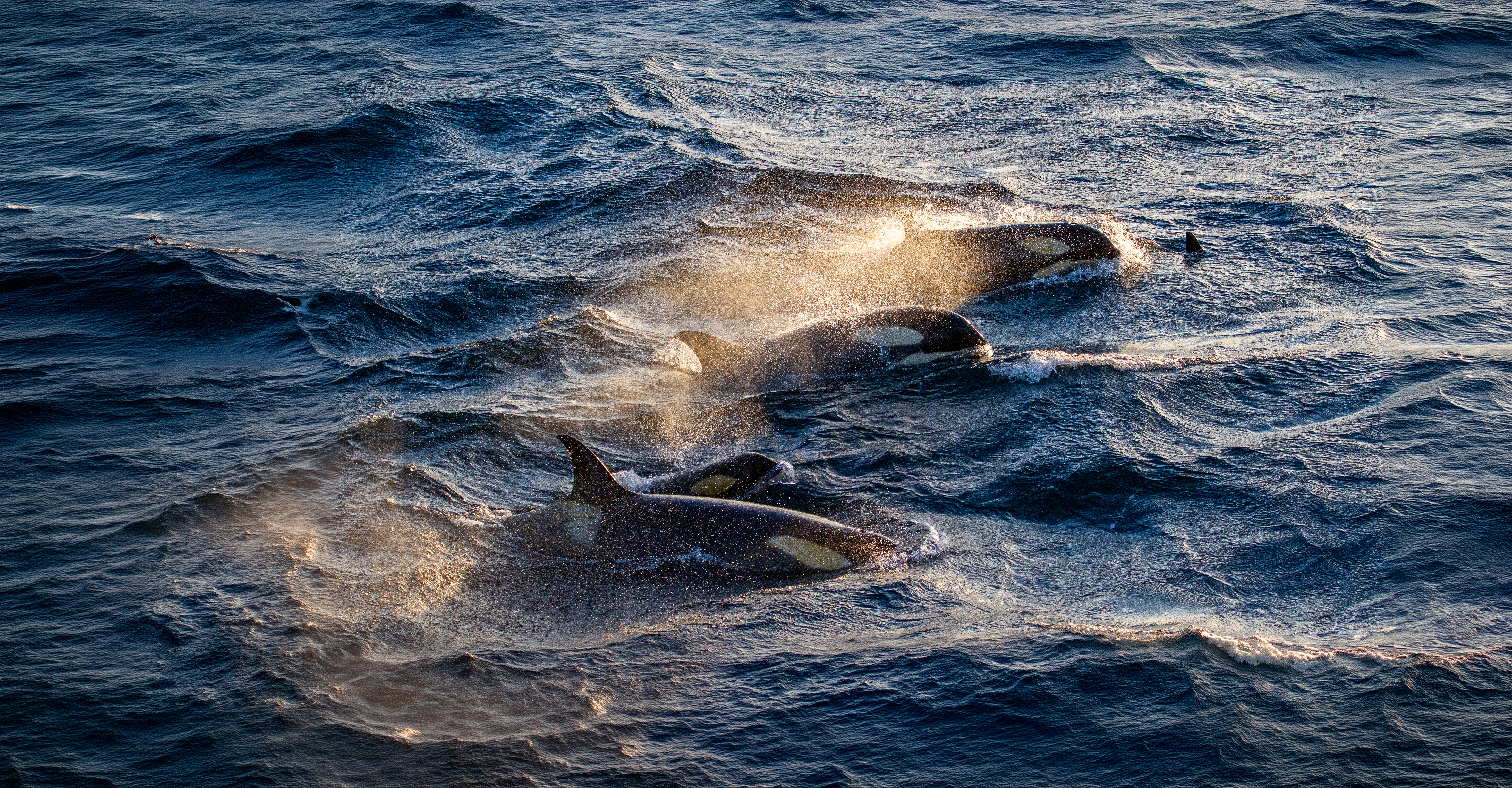 Following Killer Whales & Their Prey in Iceland
