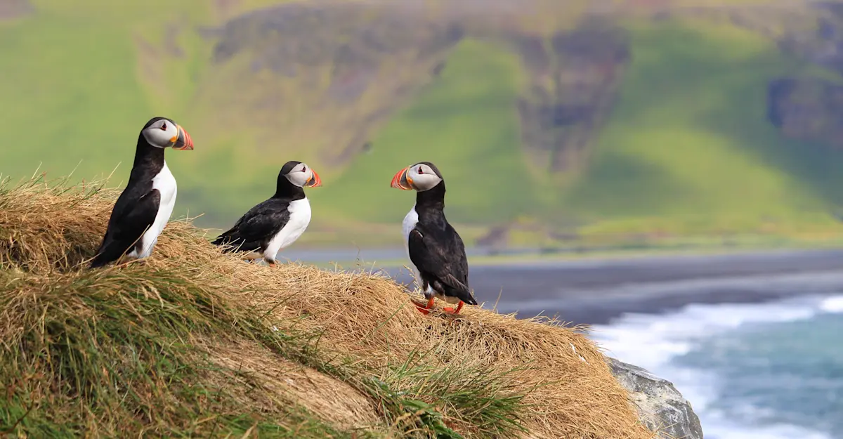 Atlantic puffins, Iceland.