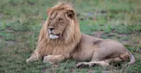 Lion, Santawani Private Concession, Botswana.