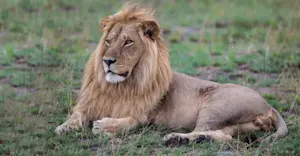 Lion, Santawani Private Concession, Botswana.