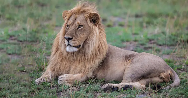 Lion, Santawani Private Concession, Botswana.