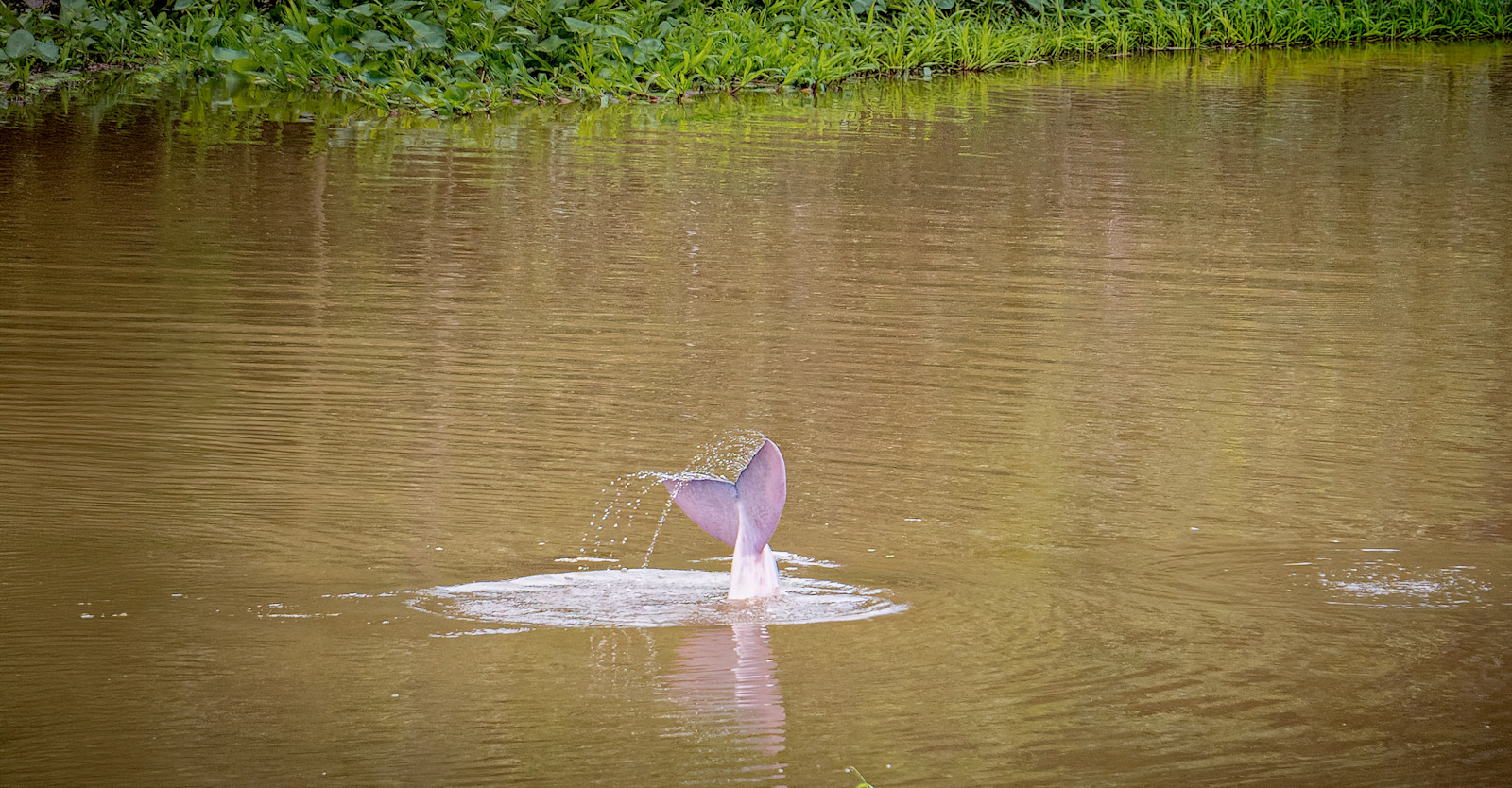 NAT-HAB-ammp2 02 10 24 george-penokie 239901