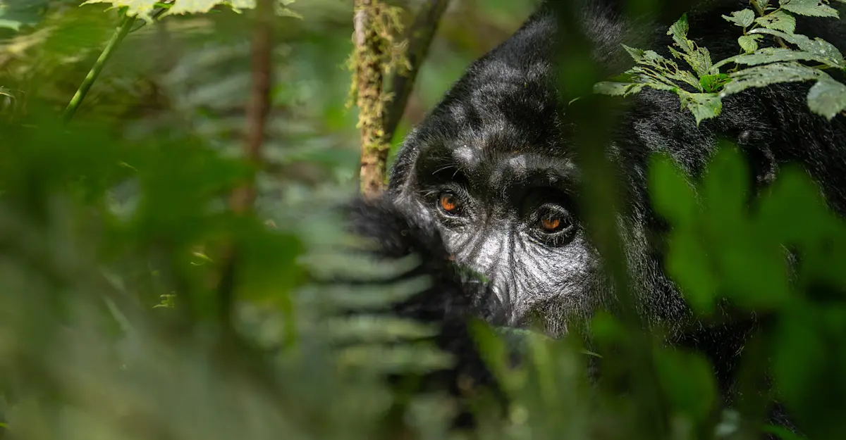 Gorilla, Uganda.