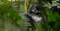 Gorilla, Uganda